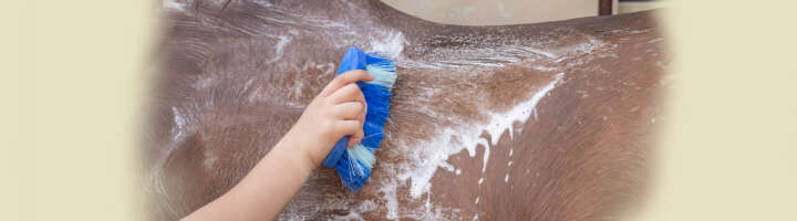 pferde fellpflege kategorieeinstiegsbanner